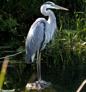 Blue Heron encounter on outing with The Villages Fishing Guide